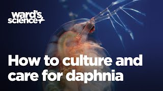 Caring and Culturing for Daphnia [upl. by Assille]