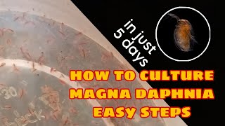 How to Culture Magna Daphnia Easily [upl. by Nylatsirhc]