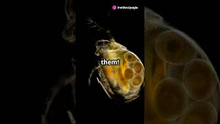 How to culture Daphnia for your Aquarium [upl. by Anelem73]