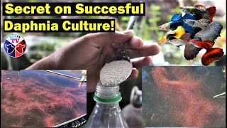 How to Culture Daphnia Successfully [upl. by Arvell964]