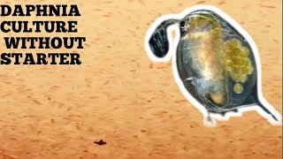 HOW TO CULTURE DAPHNIA NATURALLY WITHOUT A STARTER [upl. by Yortal]