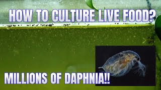 How to Culture Daphnia Secret Method to Breed MILLIONS  Simply Aquatic [upl. by Schapira]