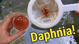 How I Culture Daphnia In Outdoor Tubs [upl. by Reed]