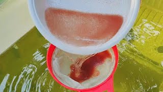 How to culture daphnia  Daphnia culture  How to grow daphnia outdoor [upl. by Gonyea107]