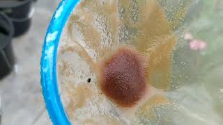 How to culture daphnia moina in a small container Part 1 English Subtitle [upl. by Aeresed]