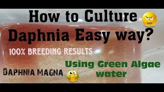 Daphnia MagnaHow to Culture Daphnia Easy wayCulturing Daphnia using Green water Daphnia [upl. by Hctub]