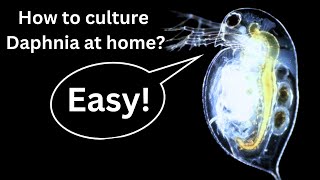 BEST Live Fish Food Beginner guide How to Culture Daphnia at home [upl. by Eidok]