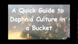 How to culture daphnia outside [upl. by Anella515]