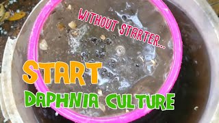 How to culture daphnia moina the easy way 1  Starting the Daphnia culture [upl. by Neelya]