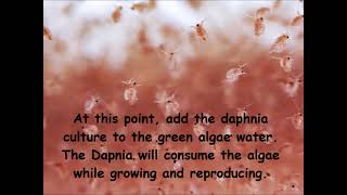 Daphnia  How to grow daphnia in your home [upl. by Dlonyer]