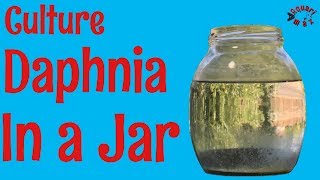 How to Culture Daphnia in a Jar [upl. by Winifield]