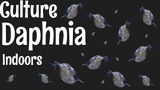 How to Culture Daphnia [upl. by Sibley828]