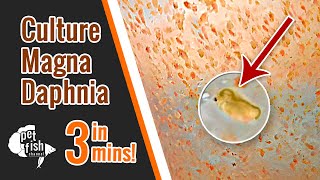 How to culture DAPHNIA MAGNA  The easy way [upl. by Urial]