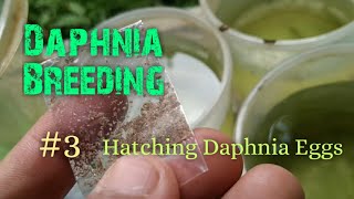 Daphnia Culture made simple and easy 3  Hatching Daphnia eggs [upl. by Meghann]