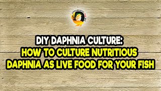 DIY Daphnia Culture How to Culture Nutritious Daphnia as Live Food for Your Fish [upl. by Amadis]