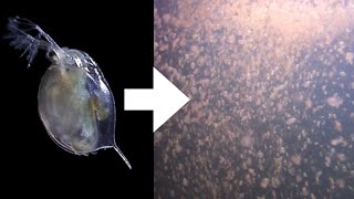 How I Culture Daphnia [upl. by Aisanahta]