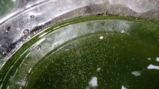 DAPHNIA MOINA CULTURE IN A SMALL BUCKET [upl. by Anaiv]