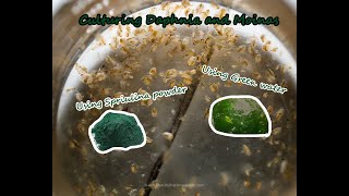 How To Culture Daphnia and Moinas using Green Water Spirulina powder [upl. by Marlowe]