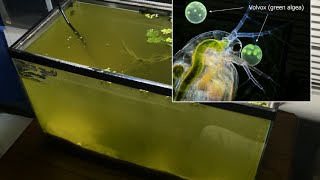 Raising Daphnia for the Freshwater Aquarium [upl. by Ahsiyk268]