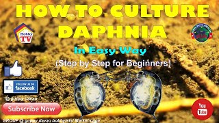 HOW TO CULTURE DAPHNIA In Easy Way [upl. by Llednil]